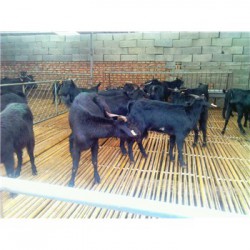 宁夏中卫肉羊品种