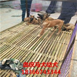 泸州熊版阿拉斯加价格大型猎犬杜高犬