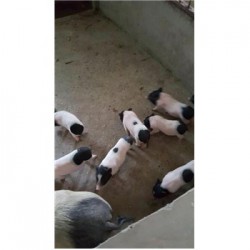 藏香猪养殖场广西贺市周边哪里有卖小巴马香