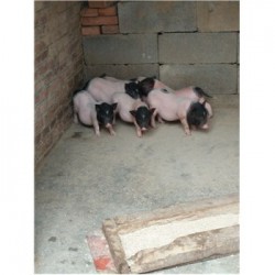 藏香猪养殖场黑龙江市周边哪里有巴马香猪苗
