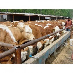 巴中市肉牛崽养殖价格