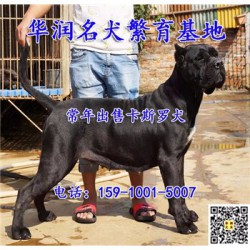 广西梧州三个月卡斯罗犬哪里有卖的